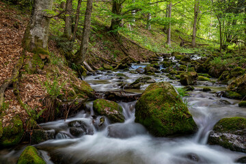 small waterfall in the forest