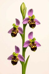 Bee orchid Ophrys apifera blooming along a single green stem with multiple flowers, isolated on pale background. Useful for botanical prints, plant guides, posters, and conservation visuals.