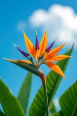 Strelitzia reginae close-up with vibrant orange and purple petals against blue sky and green banana leaves. For nature posters, gardening books, packaging, or tropical-themed branding.