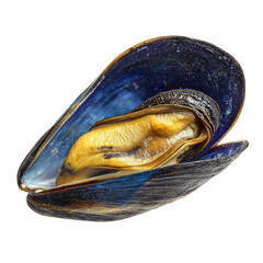 Close-up photograph of a freshly opened blue mussel shell showcasing the edible seafood transparent