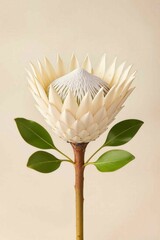 White king protea flower (Protea cynaroides) with sculpted bracts and green leaves isolated on light background. Great for greening cards and wedding invitations, floristry, packaging and elegant bran