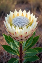 White king protea flower (Protea alba regia) in natural habitat with sharp green leaves and dry grassy background. For botanical posters, educational visuals, packaging, and eco campaigns.
