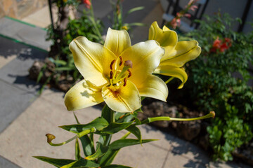 Hermosos lirios de intenso color amarillo en el jardín.