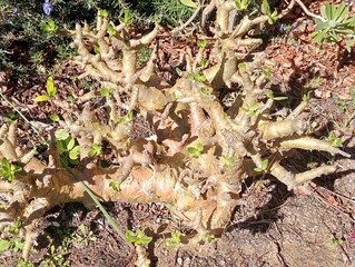 Small karoo tree