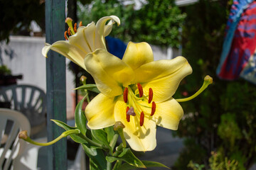 Hermosos lirios de intenso color amarillo en el jardín.
