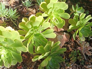 plant in a garden