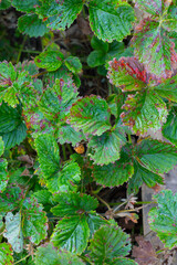 green strawberry leaves with water drops