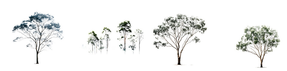 Obraz premium Eucalyptus Trees Silhouettes on White Background
