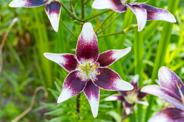Red and Yellow Lily Flower Garden.