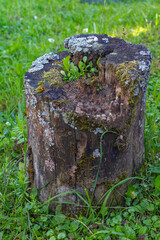 Moss-covered tree stump and rocks in a beech forest