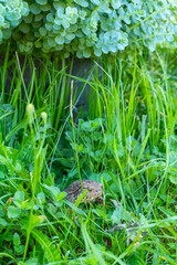 Closeup of a brown terrestrial toad among green grass.