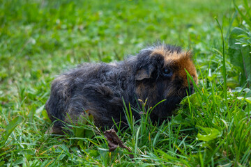 guinea pig walks in the fresh air and eating green grass