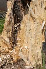 Stump of the old thick tree with cracks and chainsaw traces, covered with sawdust in overcast weather, fragment close-up