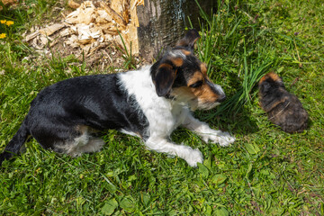 Dog playing with guinea pig in green grass.