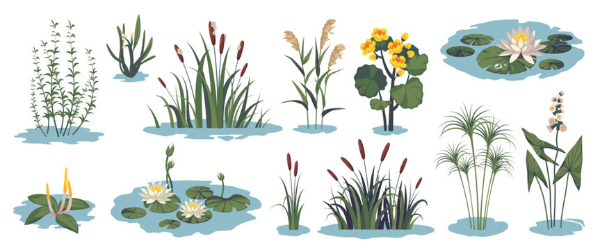Cartoon pond plants. Water flora and grass, swamp botany, lily, reeds, cattails, lotus, natural lake summer landscape elements, wild growing, decoration for garden, tidy vector isolated set
