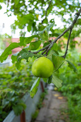 There are a lot of green apples on the branches of an apple tree in the garden.