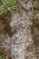 green weathered wood texture with moss useful as a background