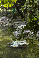 A water pond covered in green vegetation