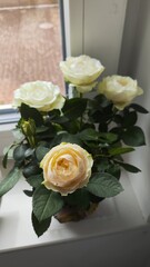 bouquet of roses