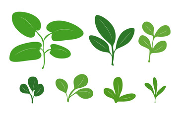 Green plant leaves drawing illustration