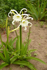 A stunning spider lily with delicate white petals in full bloom against a green backdrop.