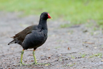 Common moorhen