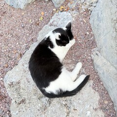 black and white cat