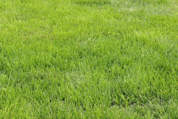 Green grass on the lawn. Grass with selective focus. Nature background. Meadow with trimmed grass. Summer background. Trimmed vegetation on the lawn