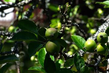 green apples on tree