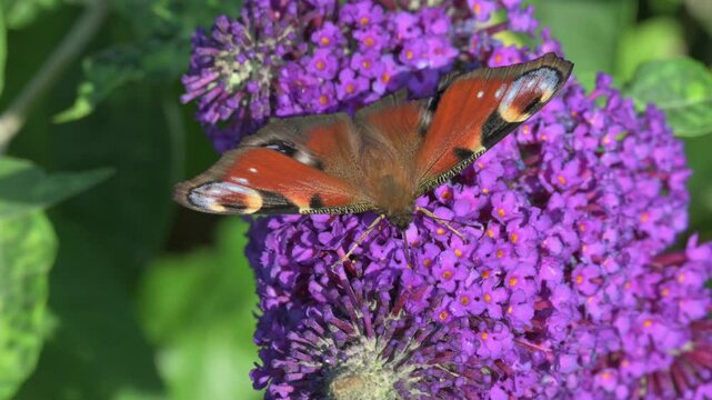 Peacock butterfly (Aglais io) feeding on Buddleia flowers. July, Kent, UK [Slow motion x5]