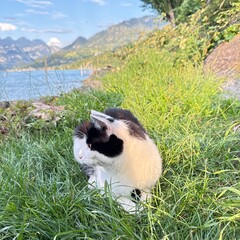 Obraz premium cow in the mountains