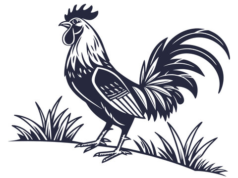 rooster and cock