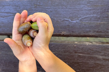 Children playing with acorns outdoors, close-up hands