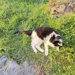 cat on the grass