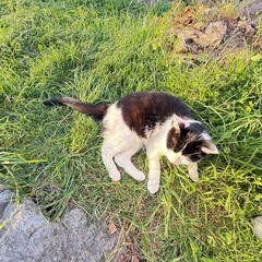 cat on grass