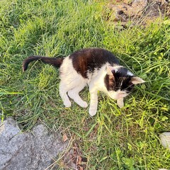cat on grass