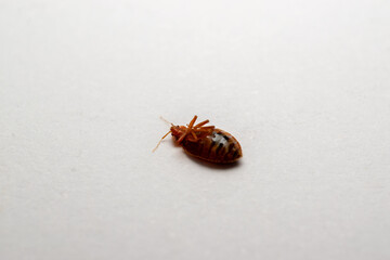 Dead bedbugs and white background