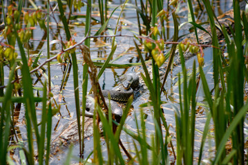 Snake Amongst Vibrant Green Grass Near a Serene Wetland Area