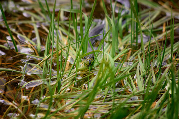Snake Amongst Vibrant Green Grass Near a Serene Wetland Area