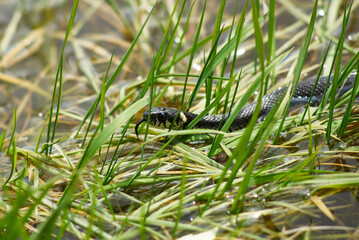 Snake Amongst Vibrant Green Grass Near a Serene Wetland Area