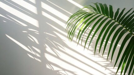 Palm leaf shadows on a wall (1)
