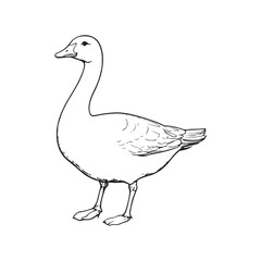 Vector illustration of a duck in perch, or walking isolated on a white background