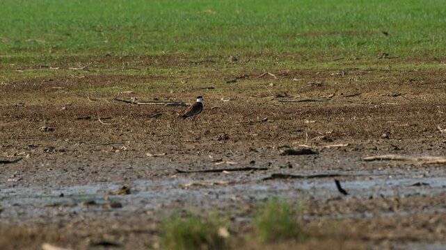 Spur-winged lapwing. The Spur-winged lapwing looks around and then flies away. Vanellus spinosus.