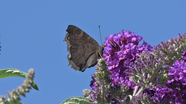 Peacock butterfly (Aglais io) feeding on Buddleia flowers. July, Kent, UK [Slow motion x5]