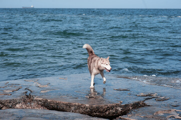 A Siberian husky joyfully strolling on rugged rocks along a serene coastline under clear skies.