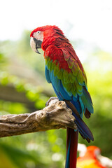 Colorful portrait of Red Macaw parrot against jungle. Wildlife and rainforest exotic tropical bird