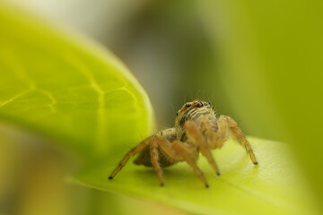 A close-up macro image of a jumping spider (family Salticidae), possibly belonging to the genus Evarcha,In the picture, a spider is sitting on a green leaf, possibly resting or waiting for prey.