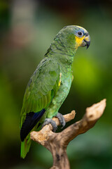 A green exotic parrot sitting on a tree branch, close-up