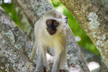 A young vervet monkey on a tree in a nature reserve in Africa