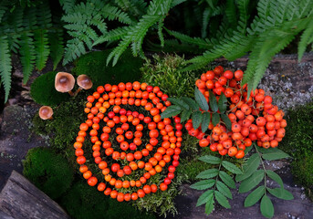 spiral made of red rowanberry in forest, natural background. Magic ritual, Witchcraft. Wiccan...